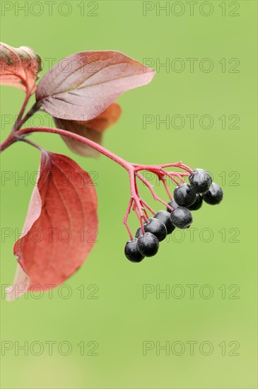 Common Dogwood (Cornus sanguinea)