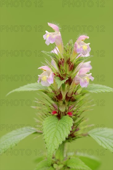 Common Hemp-nettle (Galeopsis tetrahit)