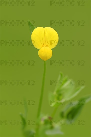 Bird's-foot Trefoil (Lotus corniculatus)