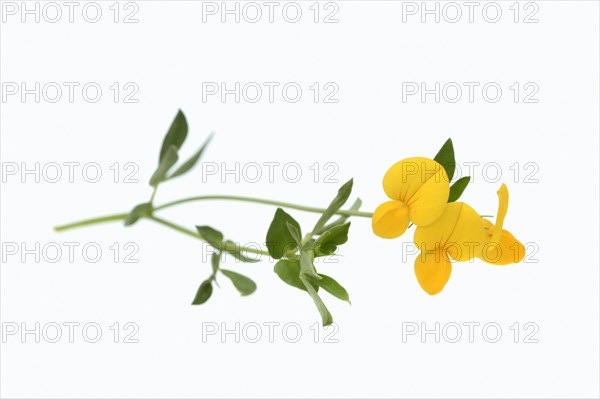 Bird's-foot Trefoil or Birdfoot Deervetch (Lotus corniculatus)