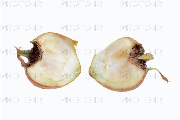 Common Medlar (Mespilus germanica)