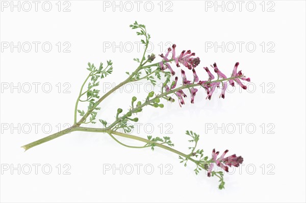 Common Fumitory or Earth Smoke (fumaria officinalis)