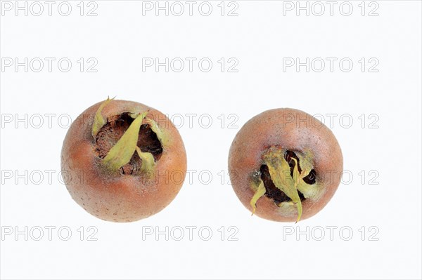 Common Medlars (Mespilus germanica)