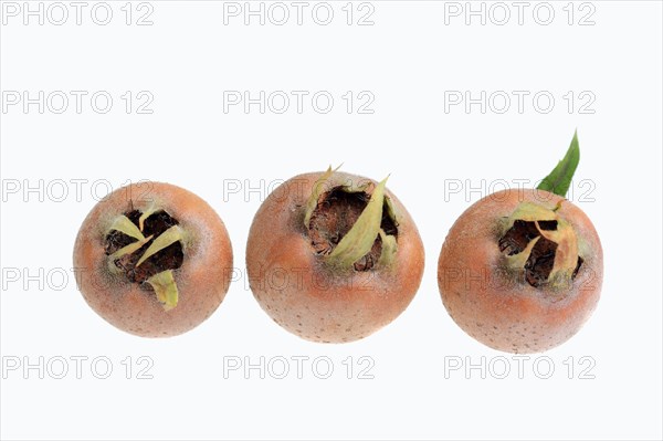 Common Medlars (Mespilus germanica)