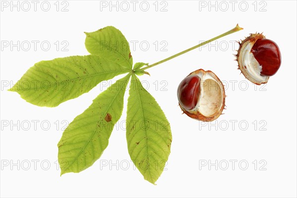 Horse Chestnut or Conker Tree (Aesculus hippocastanum)