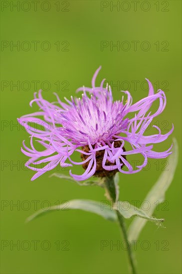 Brown Knapweed or Brownray Knapweed (Centaurea jacea)