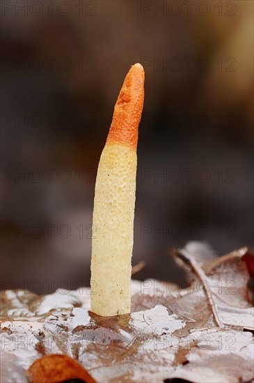 Dog Stinkhorn (Mutinus caninus)