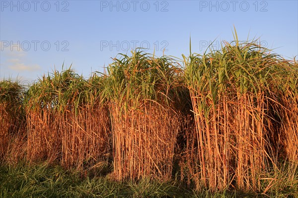 Giant Chinese Silver Grass (Miscanthus floridulus)