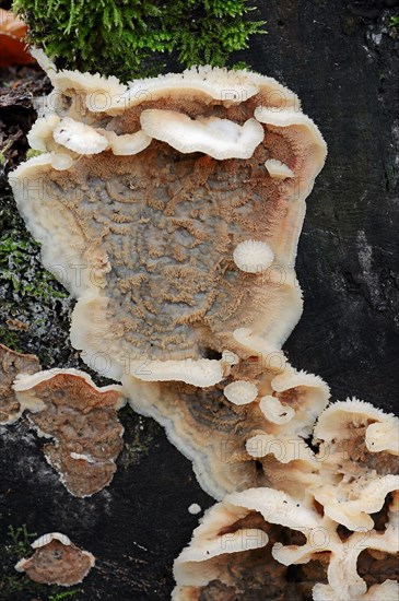 Trembling Rot (Merulius tremellosus