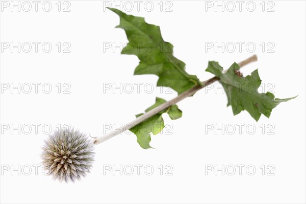 Great Globe Thistle or Pale Globe-Thistle (Echinops sphaerocephalus)