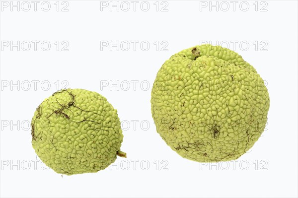 Osage Orange