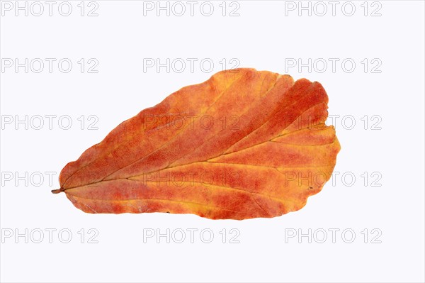 Parrotia (Parrotia persica) leaf