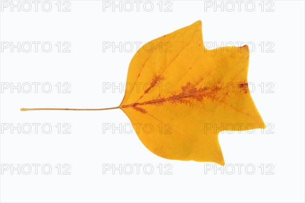 American Tulip Tree or Tulip Tree (Liriodendron tulipifera)