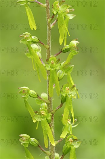 Twayblabe or Eggleaf Twayblade (Listera ovata)