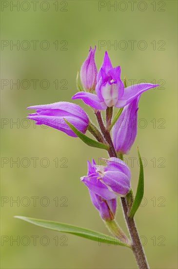 Red Helleborine (Cephalanthera rubra)