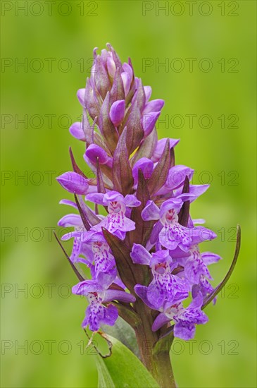 Western Marsh Orchid or Broad-leaved Marsh Orchid (Dactylorhiza majalis)