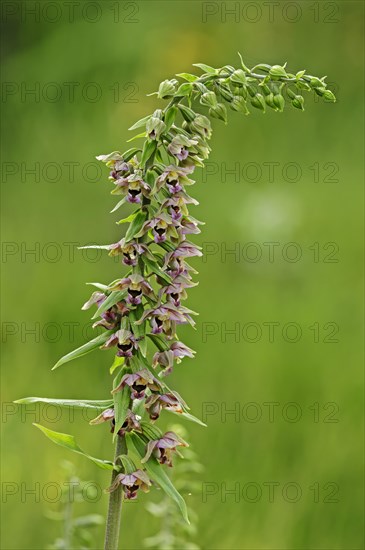 Broad-leaved Helleborine (Epipactis helleborine)