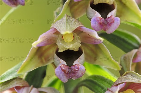 Broad-leaved Helleborine (Epipactis helleborine)