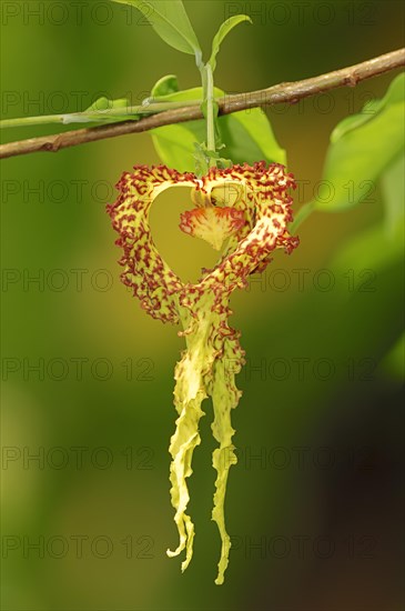 Moue Liane (Monodora crispata)