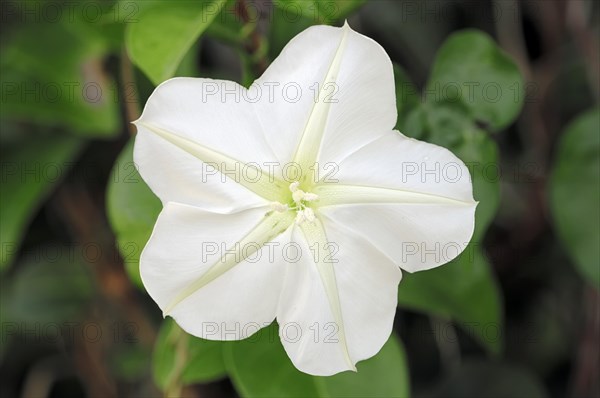 Moonflower or Moon Vine (Ipomoea alba)