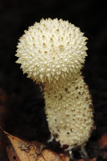 Warted Puffball