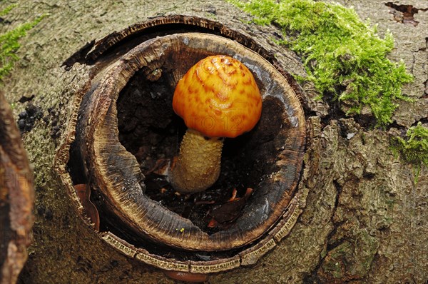 Brown Mottled Rot (Pholiota adiposa)