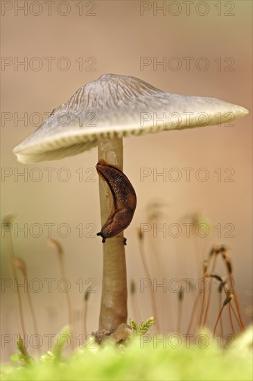 Brown-banded Arion or Dotted Slug (Arion circumscriptus) on a Bonnet (Mycena sp.)