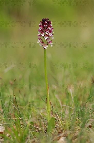 Burnt-tip Orchid (Neotinea ustulata ssp. Ustulata