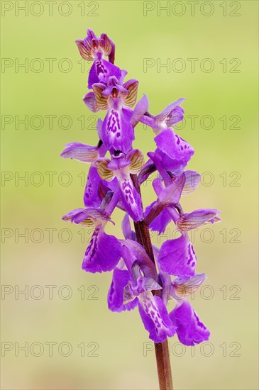 Green-winged Orchid or Green-veined Orchid (Orchis morio