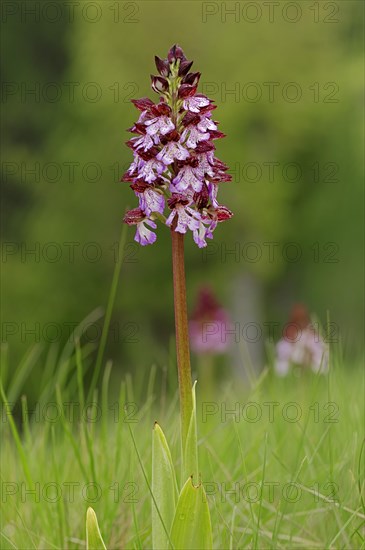 Lady Orchid (Orchis purpurea)