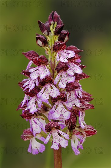 Lady Orchid (Orchis purpurea)