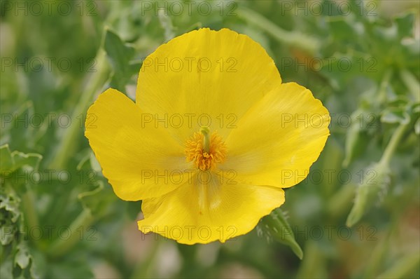 Yellow Horned Poppy (Glaucium flavum)