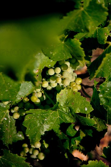 Wine growing in Bonnieux