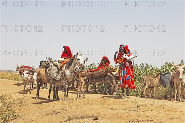 Choa nomads with donkeys and horses at Maga Dam