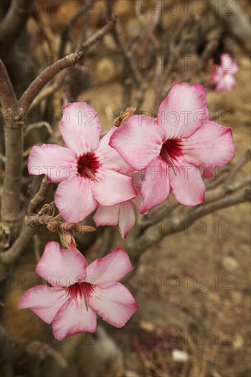 Desert Rose or Sabi Star (Adenium obesum)