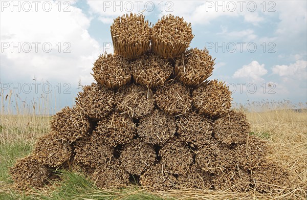 Stacked bundles of reeds on a field