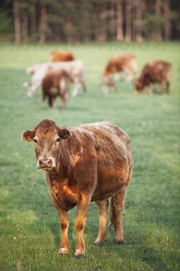 Limousin cattle in a meadow