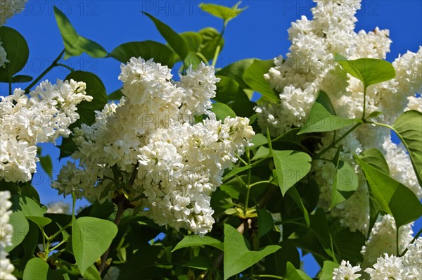 White Lilac blossoms (Syringa vulgaris)