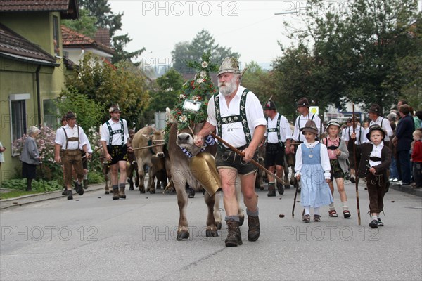 Traditional cattle drive in the Allgaeu