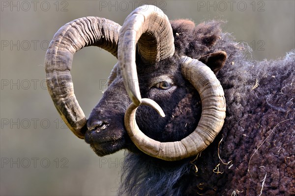 Jacob sheep or Four-horned sheep (Ovis ammon F. aries)