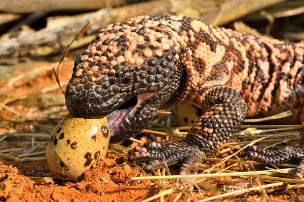 Gila monster (Heloderma suspectum) eating eggs