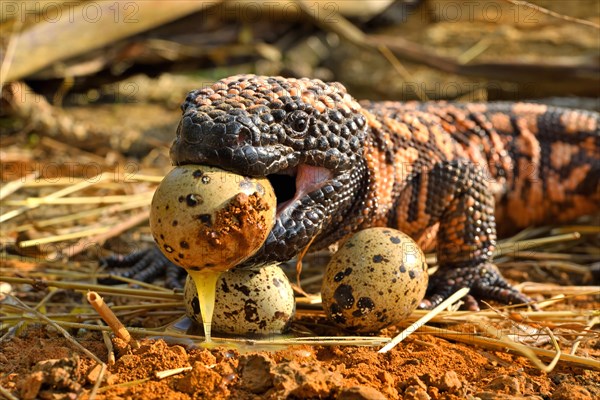 Gila monster (Heloderma suspectum) eating eggs