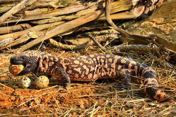 Gila monster (Heloderma suspectum) eating eggs