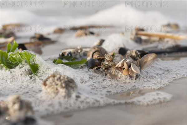 Sea shells on a North Sea beach