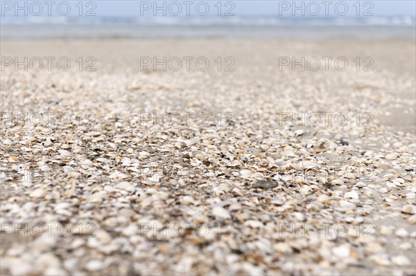 Mussel beds on the Amrumer Odde