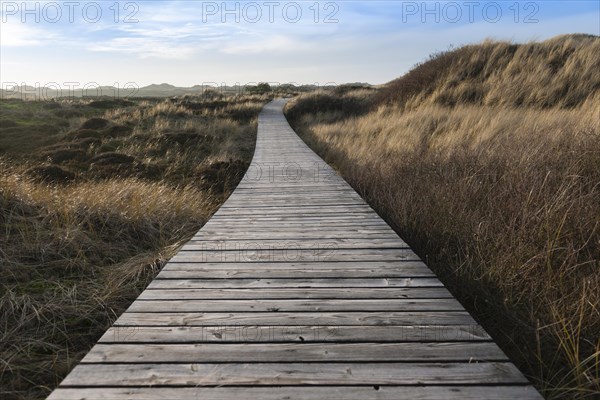 Boardwalk through Amrum Dunes Nature Reserve