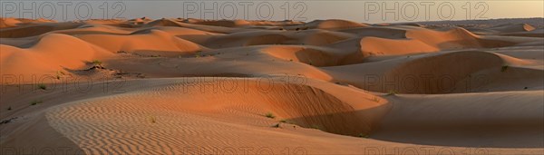 Sand dunes in the evening light