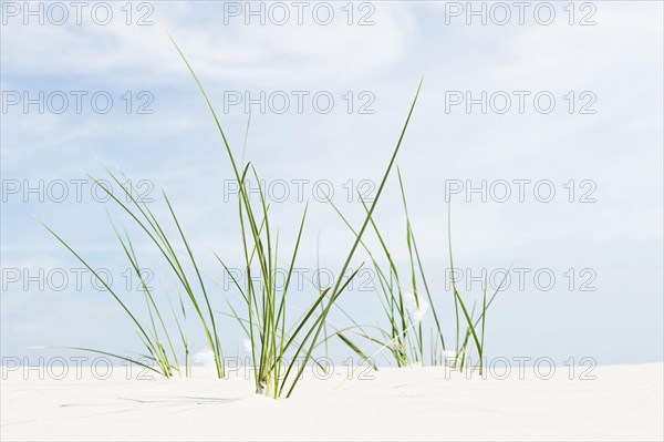 European Marram Grass or European Beachgrass (Ammophila arenaria) on a beach