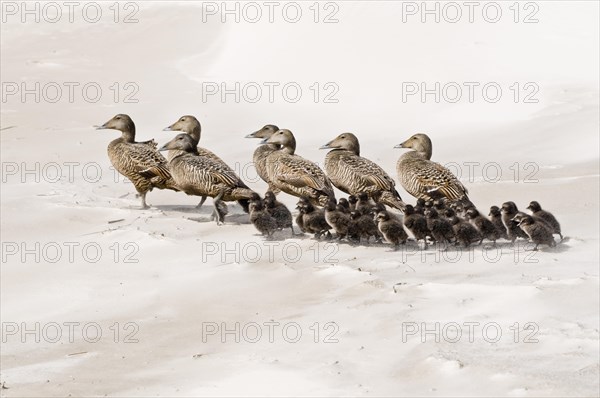 Ducks on the beach