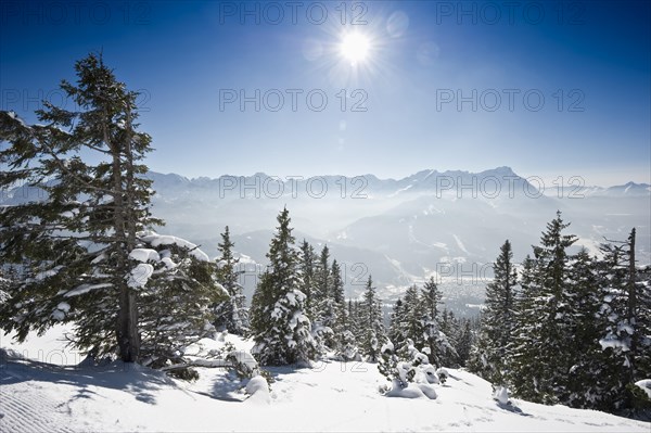 Winter landscape with snow-covered fir trees and the sun